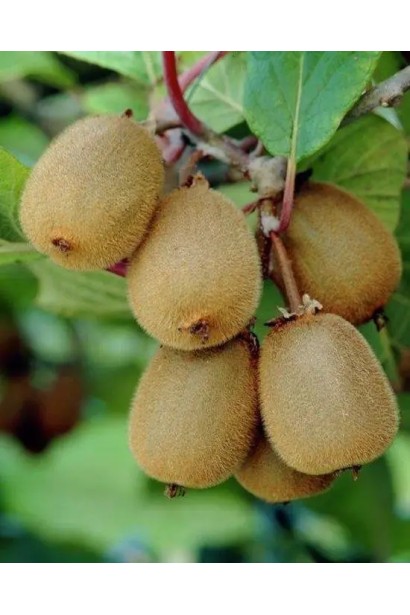 Актинідія делікатесна Закарпатський (самоплідний)